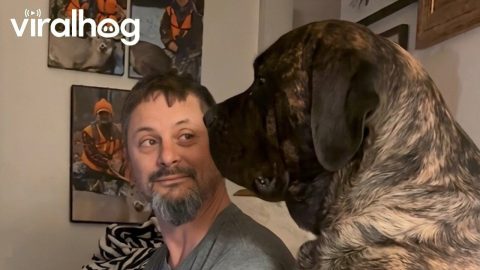 Giant Dog Gently Demands Attention || ViralHog