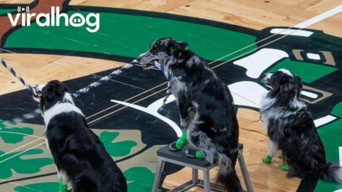 Doggie Double Dutch || ViralHog