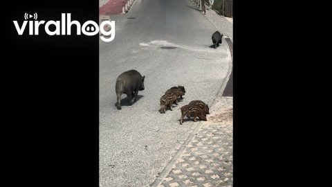 Wild Boar Piglets Prance Through Streets || ViralHog