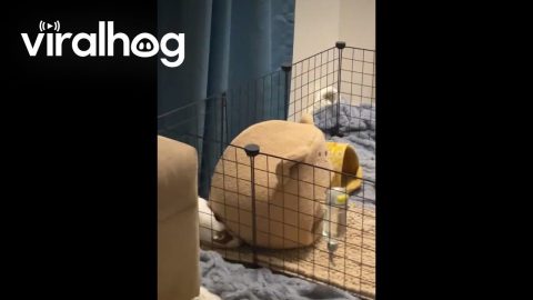 Guinea Pig Bounces His Bed on His Head || ViralHog