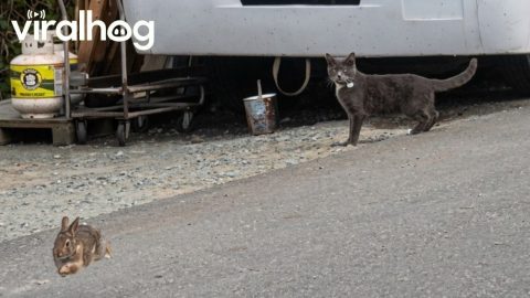 Hunted Rabbit Hurriedly Hops Away From Confused Cat || ViralHog