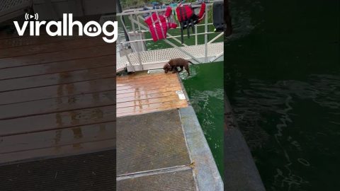 Puppy’s First Swim Lesson Starts With Accidental Flip || ViralHog