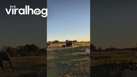 Elephant Herd Crosses River At Sunset In Namibia || ViralHog