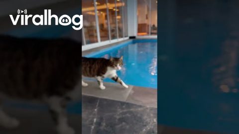 Clumsy Cat Falls Into Swimming Pool || ViralHog