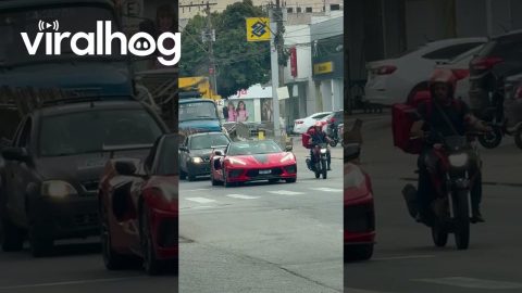 Ferrari Upstaged by Pet Piglet || ViralHog