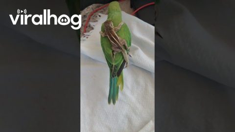 Baby Squirrel Rides on Parrot's Back || ViralHog
