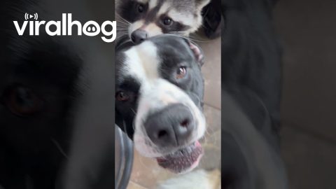 Raccoon Hitches A Ride On Dog Friend || ViralHog