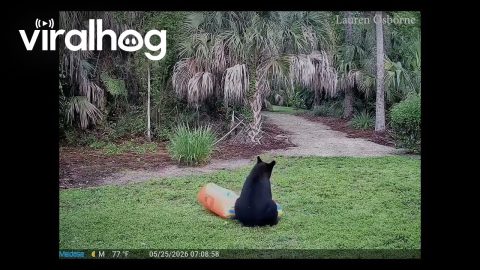 Young Black Bear Plays With Children's Pool Inflatable || ViralHog