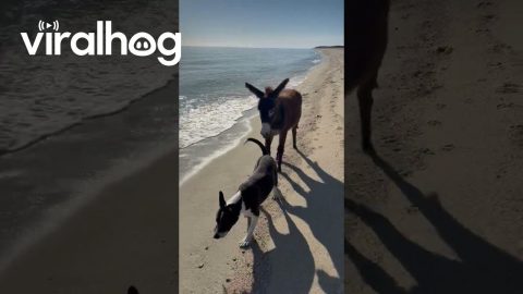 Donkey And Dog Share Lovely Beach Walk || ViralHog