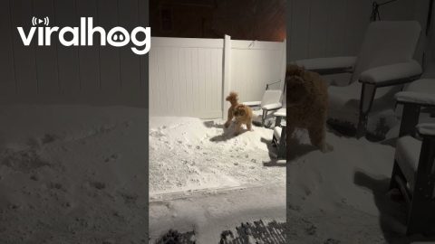Dog Wants To Run Around In Late-Night Snowstorm || ViralHog