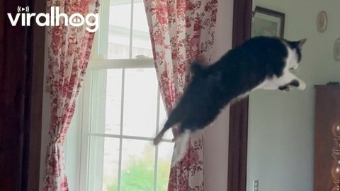 Cat Launches Herself Into Mirror || ViralHog