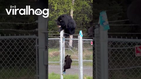 Black Bear Family Climbs Over Military Base Fence || ViralHog