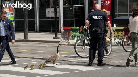 Police Escorting Geese Across a Busy Toronto Intersection || ViralHog