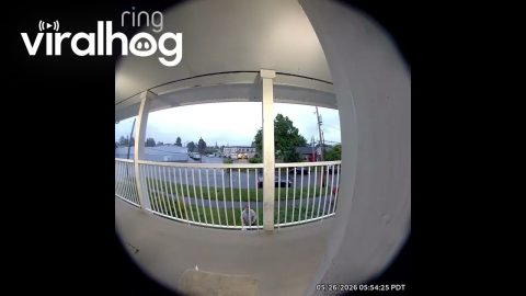 Lazy Driver Keeps Trying to Toss Delivery Over Railing || ViralHog