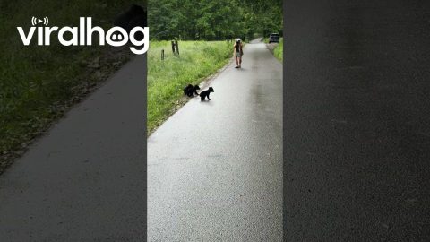 Mama Bear Waits on Her Cubs || ViralHog