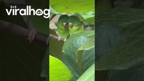 Loving Parakeets Cuddle In The Leaves || ViralHog