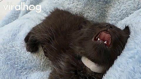 Kitten Falls Asleep Mid-Convo || ViralHog