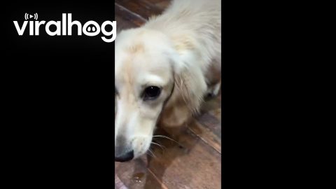 Using Reverse Psychology to Get a Dachshund to Take His Pill || ViralHog