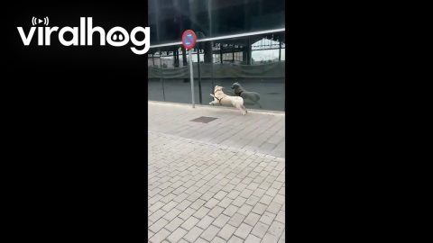 Happy Dog Finds a Playmate in Its Reflection || ViralHog