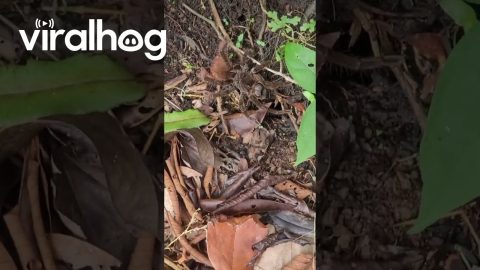 Tarantula Mistakes Stick for Prey || ViralHog