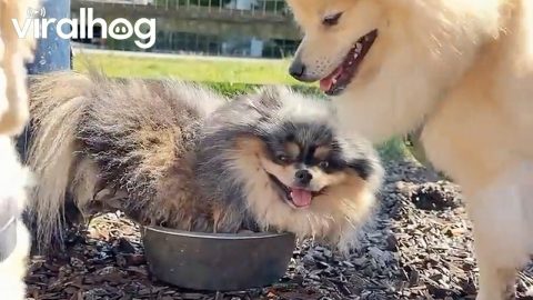 Dog Decides to Sit in Water Bowl || ViralHog
