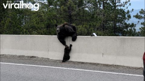 Distressed Mama Bear Rescues Cub in Tahoe || ViralHog