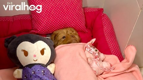Husband Tucks New Puppy Into Bed || ViralHog