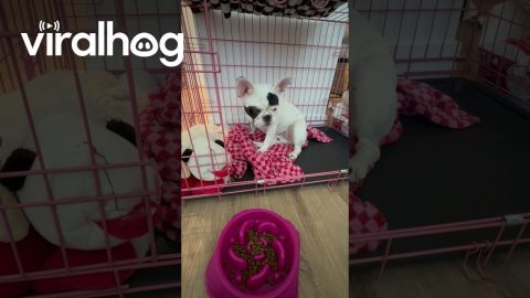 My Deaf Dog's Meal Routine || ViralHog
