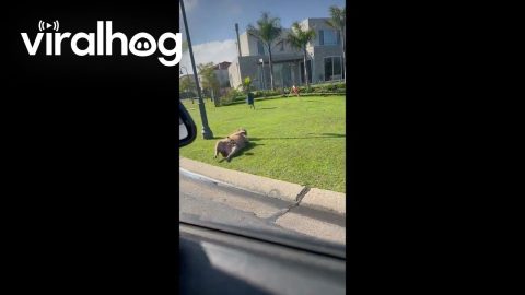 Bird Perches on Unbothered Capybara || ViralHog