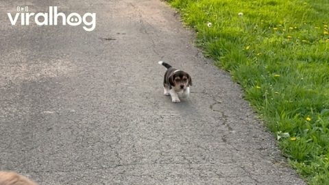 Basset Hound Puppy Runs Funny Down Driveway || ViralHog
