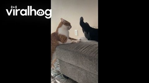Orange Cat Versus Feet || ViralHog