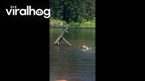 A Dog Determined to Get Her Stick || ViralHog
