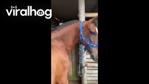 Horse Tail Tied Into Little Braid || ViralHog
