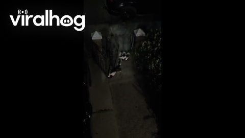 Family of Skunks Out for a Nighttime Stroll || ViralHog