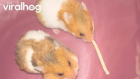 Hamster Lady and the Tramp Moment Gone Wrong || ViralHog