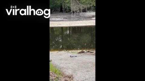 A Soft-Shell Turtle Running Like a Track Star || ViralHog