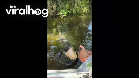 Man Kisses Alligator || ViralHog