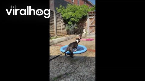 Two Pups Playing in a Splash Pool || ViralHog