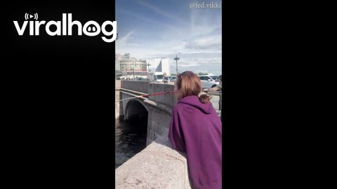 Collective Rescue of a Bird With a Wing Stuck on a Fishing Line || ViralHog