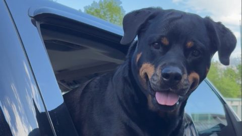 I Love My Rottweiler More Than I Love My Truck Paint || ViralHog
