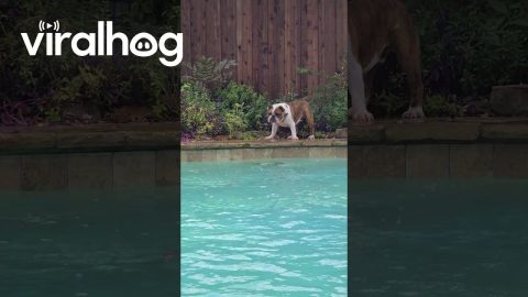 Bulldog vs Pool Vacuum || ViralHog