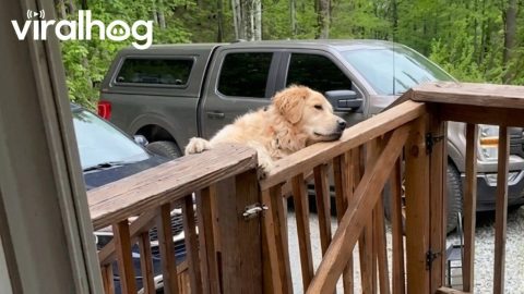 Golden Retriever Can't Climb Over Porch Gate || ViralHog