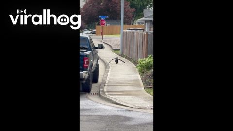 Pool Noodle Stolen by Neighbor Kitty || ViralHog