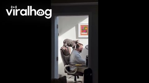 Trying to Get Work Done With a Cat || ViralHog