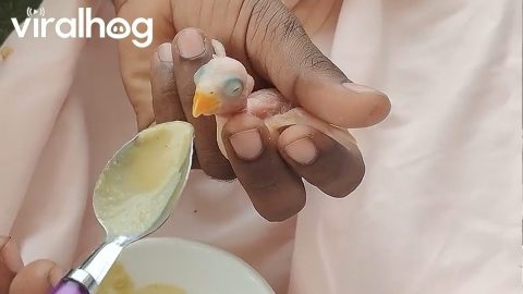 Rescued Parrot Chick's First Meal || ViralHog