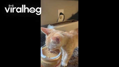 Parker Eating Peanut Butter Gets Toaster Surprise || ViralHog