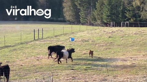 Baby Calves Not Listening to Their Moms || ViralHog