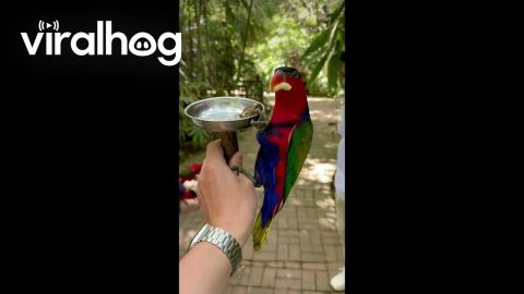 She Didn't Expect to Be So Popular With the Parrots || ViralHog