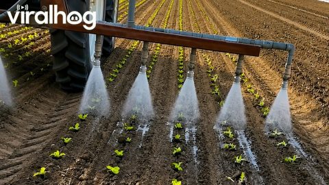 Salad's Satisfying First Shower in the Fields || ViralHog