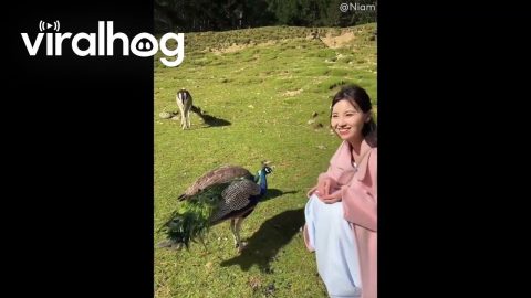 Greedy Peacock Kicks Away Goat Seeking Treats || ViralHog